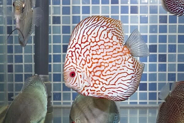 Discus Fish at aquarium in pet shop