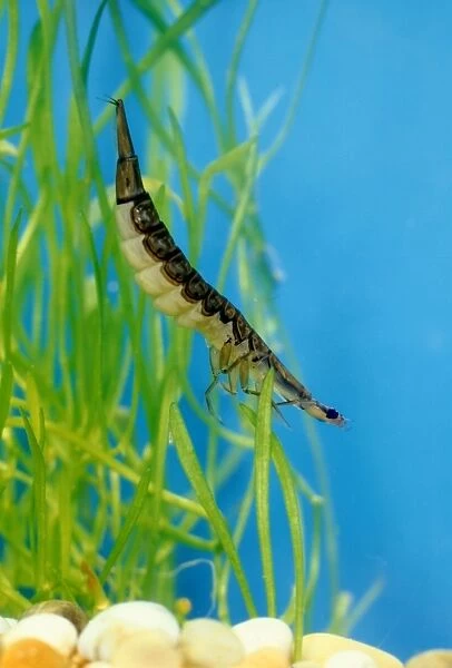 Diving Beetle larva swimming