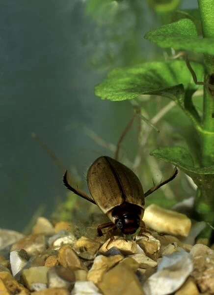 Diving Beetle on bottom of tank