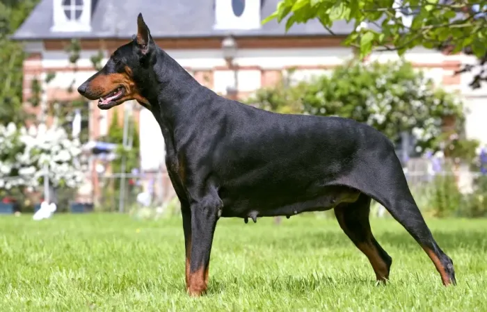 Framed Print : Doberman. LA-3025. Doberman. Jean Michel Labat Framed Print : Doberman. LA-3025. Doberman. Jean Michel Labat