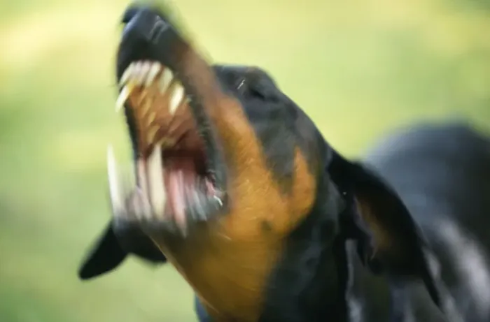 Framed Print : Doberman Dog Framed Print : Doberman Dog