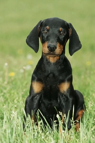 Dobermann  /  Doberman Pinscher DOG - puppy, with long ears