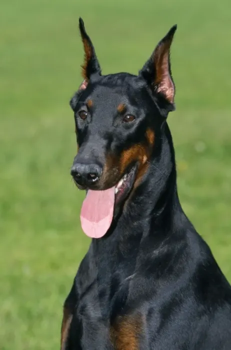 Framed Print : Dobermann Dog Framed Print : Dobermann Dog