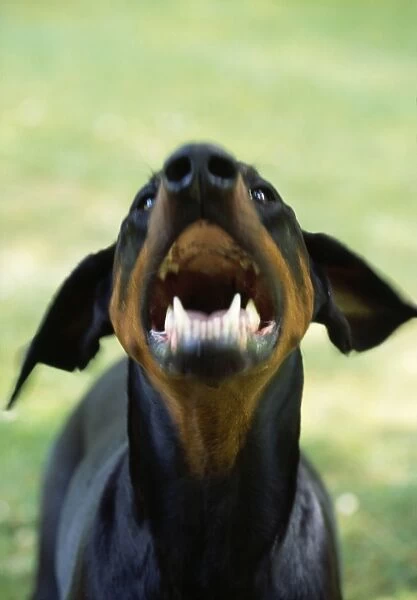 Dobermann Dog - aggressive