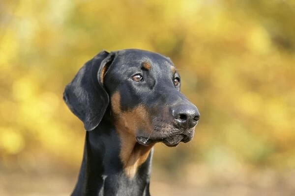 Dobermann dog, in autumn