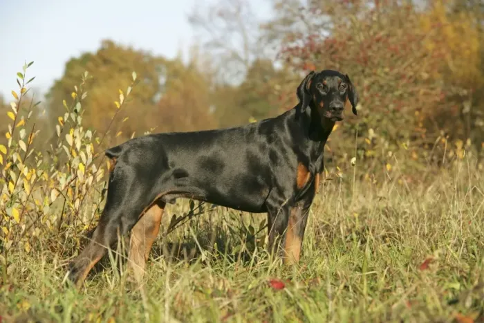 Framed Print : Dobermann dog in autumn Framed Print : Dobermann dog in autumn