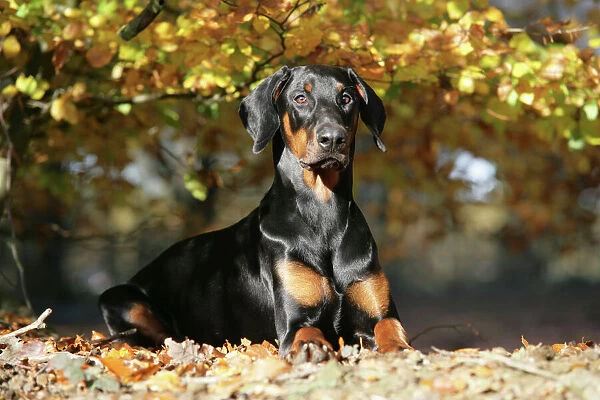Dobermann dog in autumn