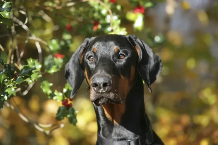 Framed Print : Dobermann dog with autumn leaves & holly Framed Print : Dobermann dog with autumn leaves & holly