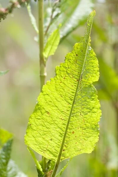 Dock Leaf. FEU-753. Dock Leaf. Rumex obtusifolius. Geoff du Feu.