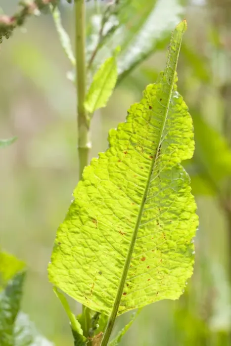 Framed Print : Dock Leaf. FEU-753. Dock Leaf. Rumex obtusifolius. Geoff du Feu. Framed Print : Dock Leaf. FEU-753. Dock Leaf. Rumex obtusifolius. Geoff du Feu.