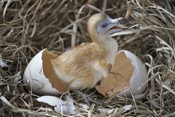 Dodo - chick just hatched in nest