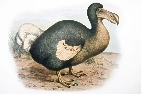 Dodo - extinct bird