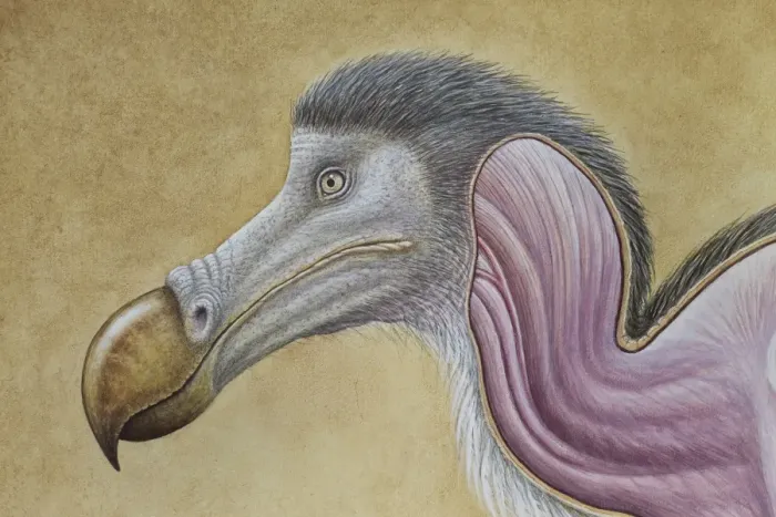 Framed Print : Dodo - muscle study Framed Print : Dodo - muscle study
