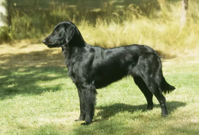 Framed Print : Dog 10714 Flat-coated Retriever © John Daniels / ARDEA LONDON Framed Print : Dog 10714 Flat-coated Retriever © John Daniels / ARDEA LONDON
