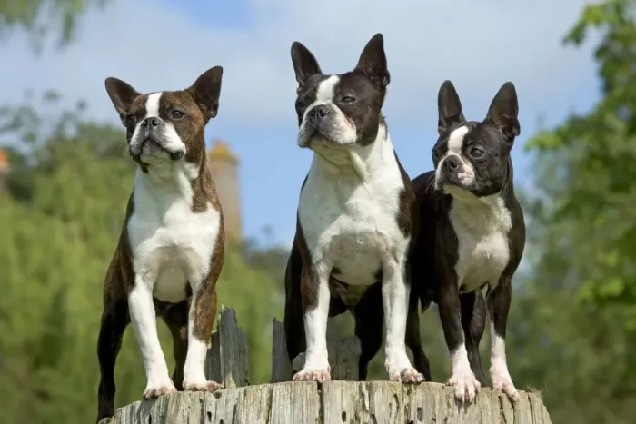 Framed Print : Dog - 3 Boston Terriers Framed Print : Dog - 3 Boston Terriers