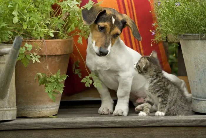 Framed Print : Dog - 3 month old Jack Russell Terrier Puppy with 2 month old kitten Framed Print : Dog - 3 month old Jack Russell Terrier Puppy with 2 month old kitten