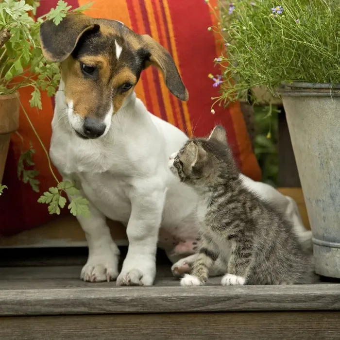 Framed Print : Dog - 3 month old Jack Russell Terrier Puppy with 2 month old kitten Framed Print : Dog - 3 month old Jack Russell Terrier Puppy with 2 month old kitten