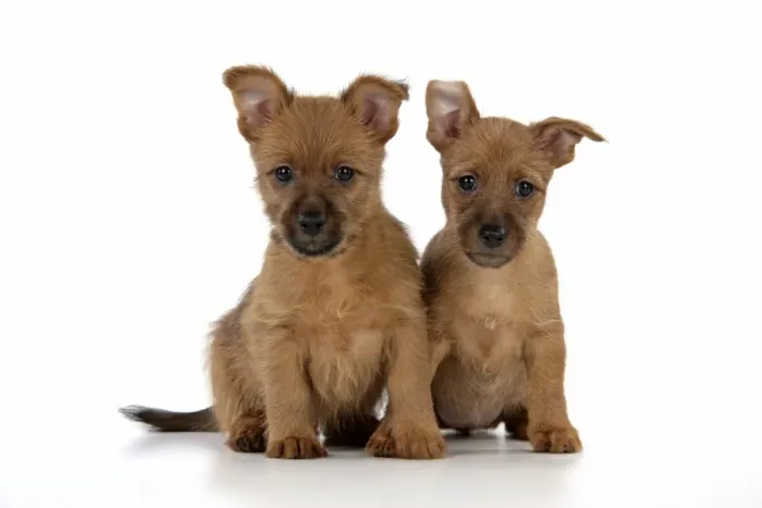 Framed Print : Dog - 7 week old Australian Terrier puppies Framed Print : Dog - 7 week old Australian Terrier puppies