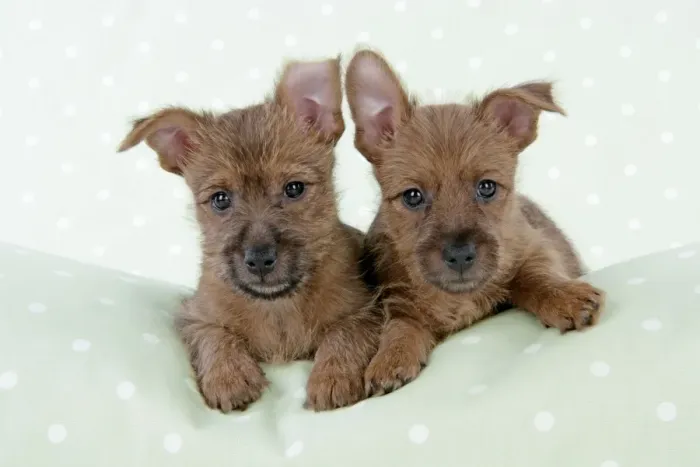 Framed Print : Dog - 7 week old Australian Terrier puppies Framed Print : Dog - 7 week old Australian Terrier puppies