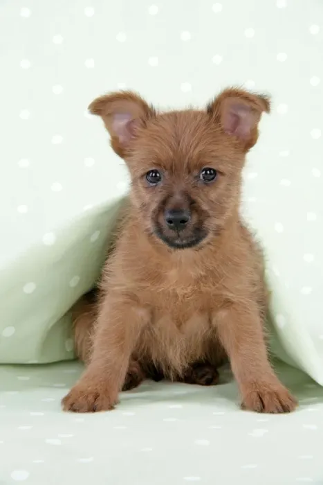 Framed Print : Dog - 7 week old Australian Terrier puppy Framed Print : Dog - 7 week old Australian Terrier puppy