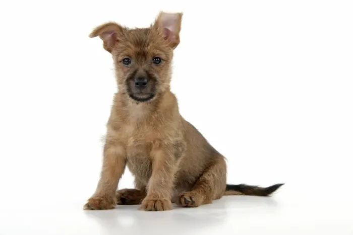 Framed Print : Dog - 7 week old Australian Terrier puppy Framed Print : Dog - 7 week old Australian Terrier puppy