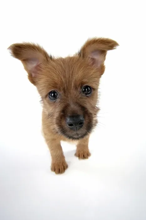 Framed Print : Dog - 7 week old Australian Terrier puppy Framed Print : Dog - 7 week old Australian Terrier puppy