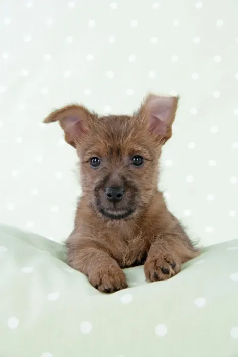 Framed Print : Dog - 7 week old Australian Terrier puppy Framed Print : Dog - 7 week old Australian Terrier puppy