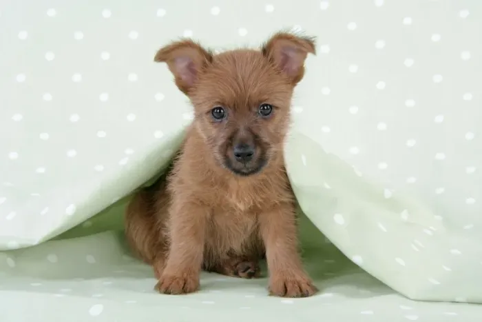 Framed Print : Dog - 7 week old Australian Terrier puppy Framed Print : Dog - 7 week old Australian Terrier puppy