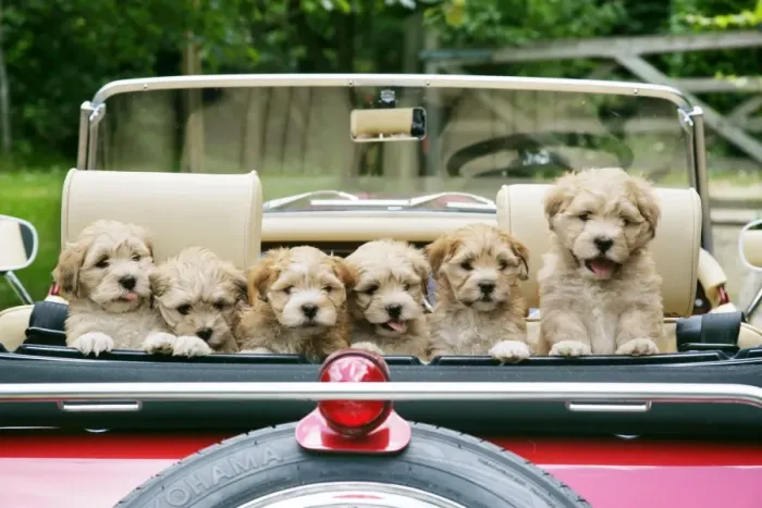 Framed Print : Dog - 7 week old Lhasa Apso cross Shih Tzu puppies in car Framed Print : Dog - 7 week old Lhasa Apso cross Shih Tzu puppies in car