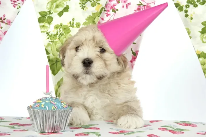 Framed Print : Dog - 7 week old Lhasa Apso cross Shih Tzu puppy in pink party hat Framed Print : Dog - 7 week old Lhasa Apso cross Shih Tzu puppy in pink party hat