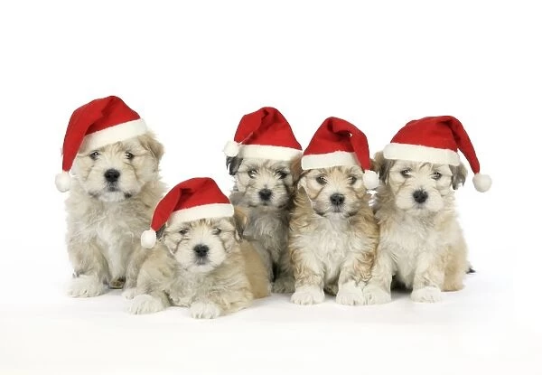 Dog. 7 weeks old Lhasa Apso cross Shih Tzu puppies wearing Christmas hats Digital Manipulation: Christmas hats (JD)