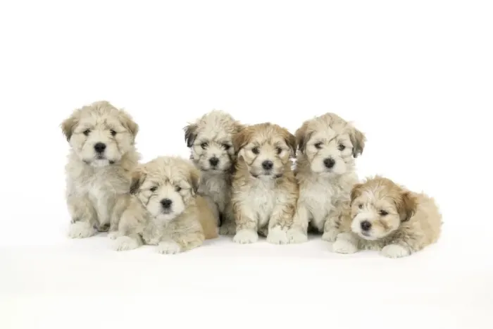 Framed Print : Dog. 7 weeks old Lhasa Apso cross Shih Tzu puppies Framed Print : Dog. 7 weeks old Lhasa Apso cross Shih Tzu puppies
