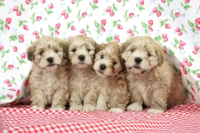 Framed Print : Dog. 7 weeks old Lhasa Apso cross Shih Tzu puppies Framed Print : Dog. 7 weeks old Lhasa Apso cross Shih Tzu puppies