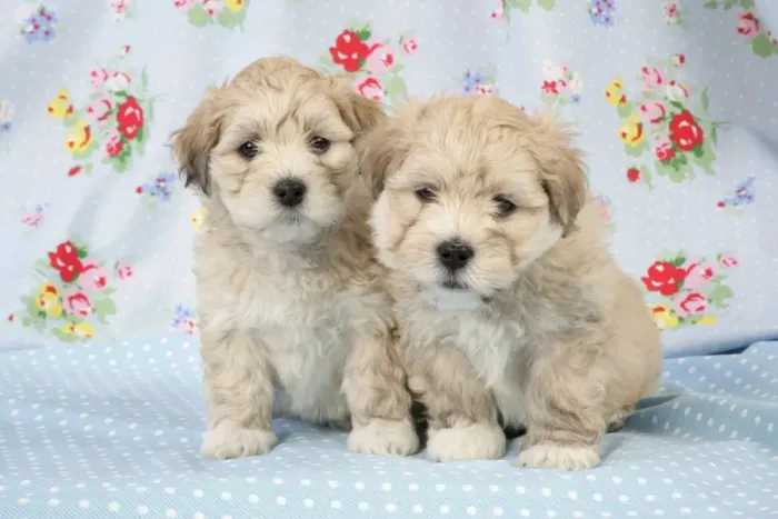 Framed Print : Dog - 7 weeks old Lhasa Apso cross Shih Tzu puppies Framed Print : Dog - 7 weeks old Lhasa Apso cross Shih Tzu puppies