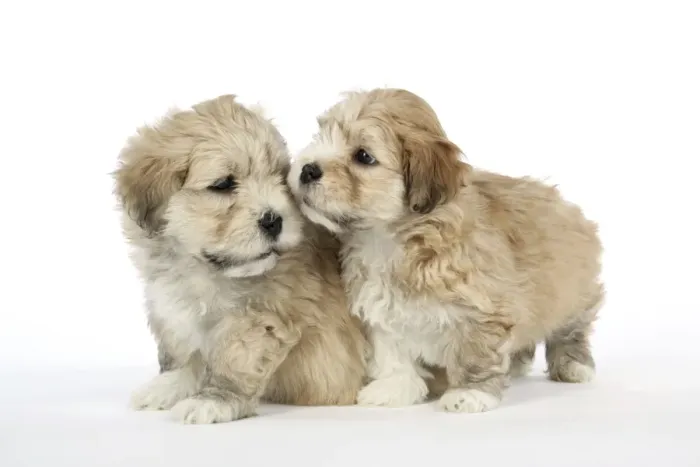 Framed Print : Dog - 7 weeks old Lhasa Apso cross Shih Tzu puppies Framed Print : Dog - 7 weeks old Lhasa Apso cross Shih Tzu puppies
