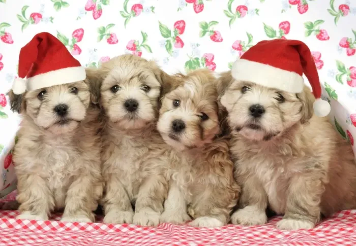 Framed Print : Dog. 7 weeks old Lhasa Apso cross Shih Tzu puppies wearing Christmas hats Digital Manipulation: Christmas hats (JD) Framed Print : Dog. 7 weeks old Lhasa Apso cross Shih Tzu puppies wearing Christmas hats Digital Manipulation: Christmas hats (JD)