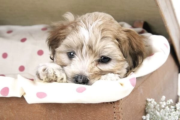 Dog - 7 weeks old Lhasa Apso cross Shih Tzu puppy in suitcase