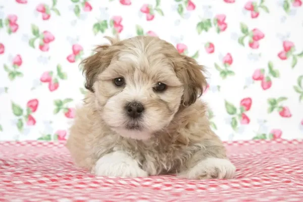 Shih Lhasa Dog Lhasa Dog Apso Dog Price Lhasa Shih Tzu Puppies For
