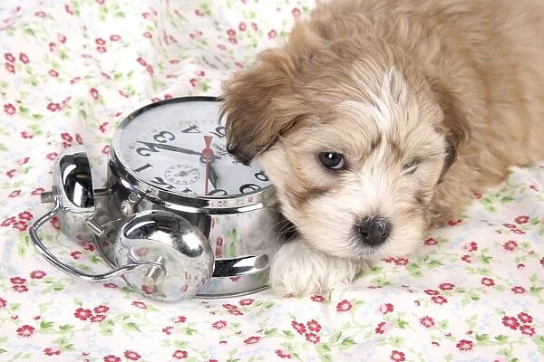 Dog - 7 weeks old Lhasa Apso cross Shih Tzu puppy with clock