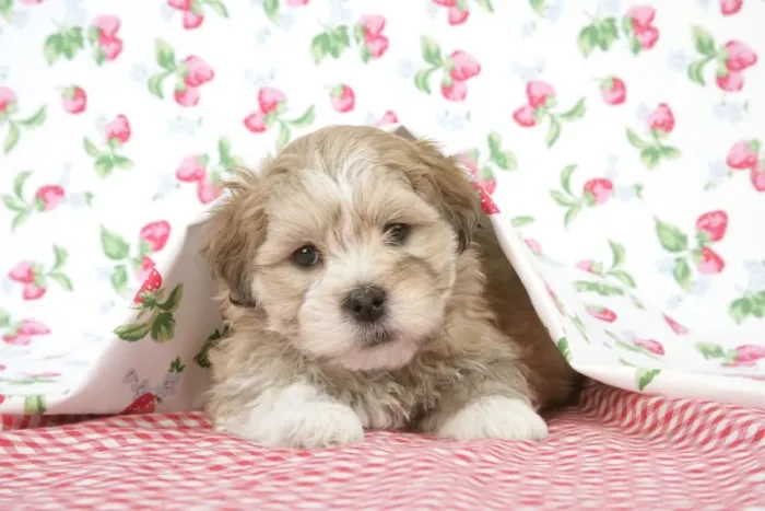 Framed Print : Dog - 7 weeks old Lhasa Apso cross Shih Tzu puppy under blanket Framed Print : Dog - 7 weeks old Lhasa Apso cross Shih Tzu puppy under blanket