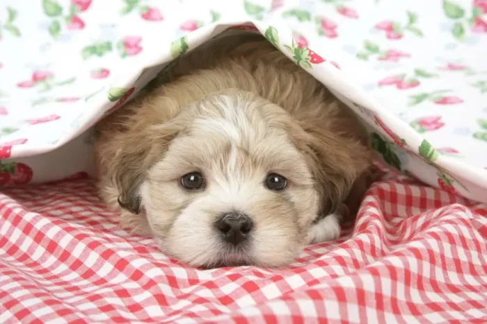 Framed Print : Dog - 7 weeks old Lhasa Apso cross Shih Tzu puppy under blanket Digital Manipulation: cleaned right eye Framed Print : Dog - 7 weeks old Lhasa Apso cross Shih Tzu puppy under blanket Digital Manipulation: cleaned right eye