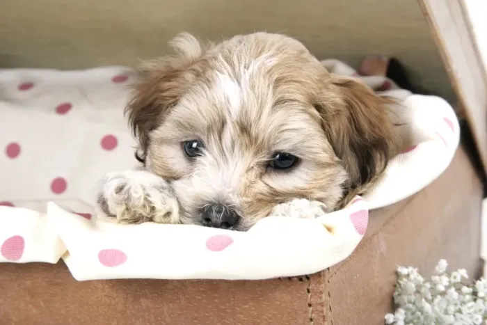 Framed Print : Dog - 7 weeks old Lhasa Apso cross Shih Tzu puppy in suitcase Framed Print : Dog - 7 weeks old Lhasa Apso cross Shih Tzu puppy in suitcase