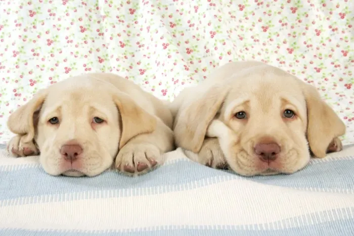 Framed Print : Dog. 8 week old labrador puppies Framed Print : Dog. 8 week old labrador puppies
