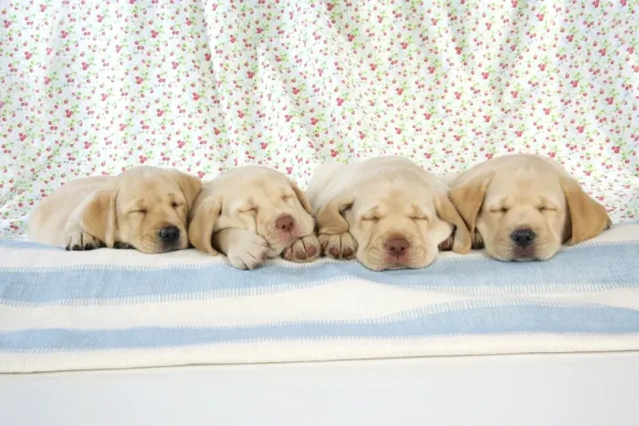 Framed Print : Dog. 8 week old labrador puppies Framed Print : Dog. 8 week old labrador puppies