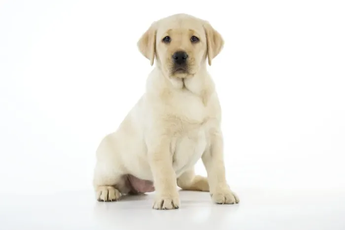 Framed Print : Dog. 8 week old labrador puppy Framed Print : Dog. 8 week old labrador puppy