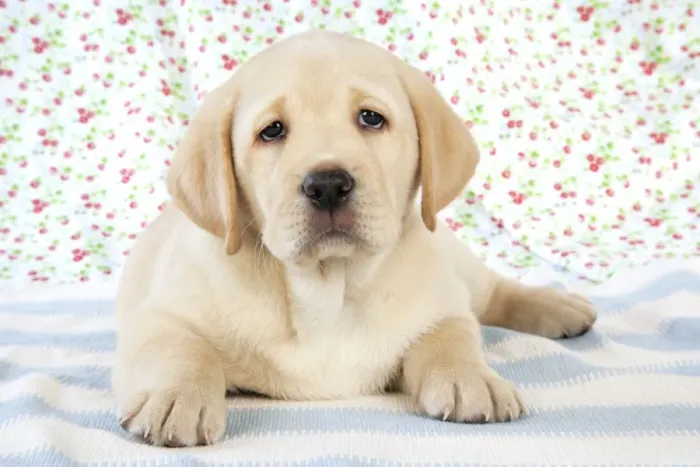 Framed Print : Dog. 8 week old labrador puppy Framed Print : Dog. 8 week old labrador puppy