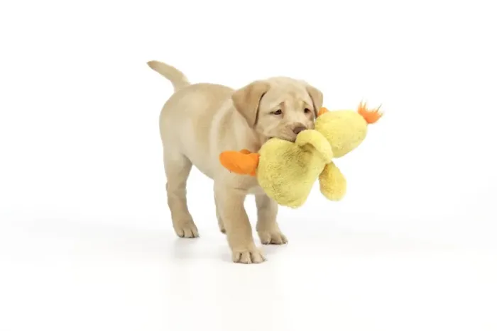 Framed Print : Dog. 8 week old labrador puppy holding a teddy duck Framed Print : Dog. 8 week old labrador puppy holding a teddy duck