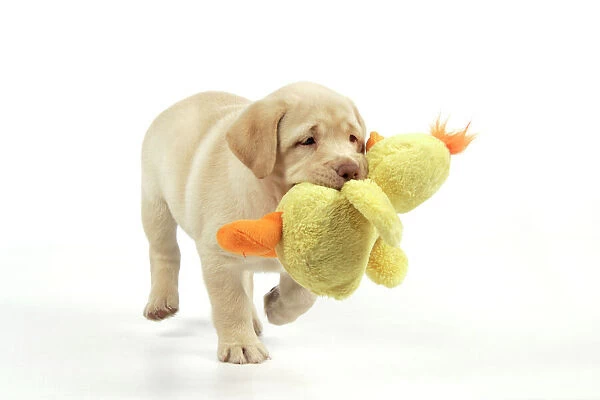 Dog. 8 week old labrador puppy holding a teddy duck