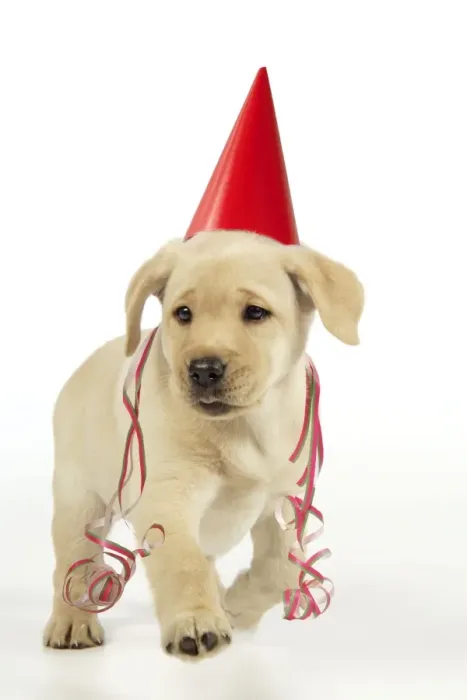 Framed Print : Dog. 8 week old labrador puppy in party hat and streamers Digital Manipulation: party hat, streamers JD Framed Print : Dog. 8 week old labrador puppy in party hat and streamers Digital Manipulation: party hat, streamers JD