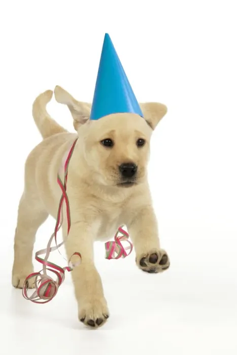 Framed Print : Dog. 8 week old labrador puppy in party hat and streamers Digital Manipulation: party hat, streamers JD Framed Print : Dog. 8 week old labrador puppy in party hat and streamers Digital Manipulation: party hat, streamers JD